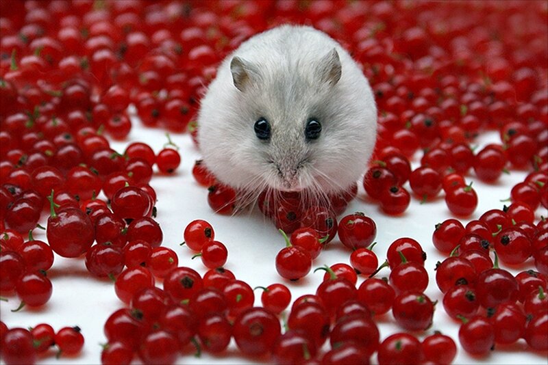 White Hamster on Red Berries