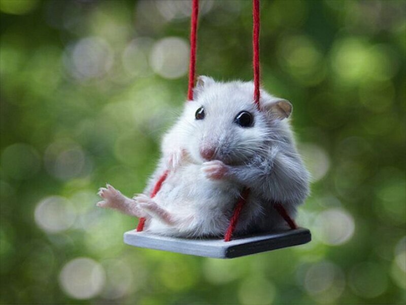 White Hamster on Swing — Playful