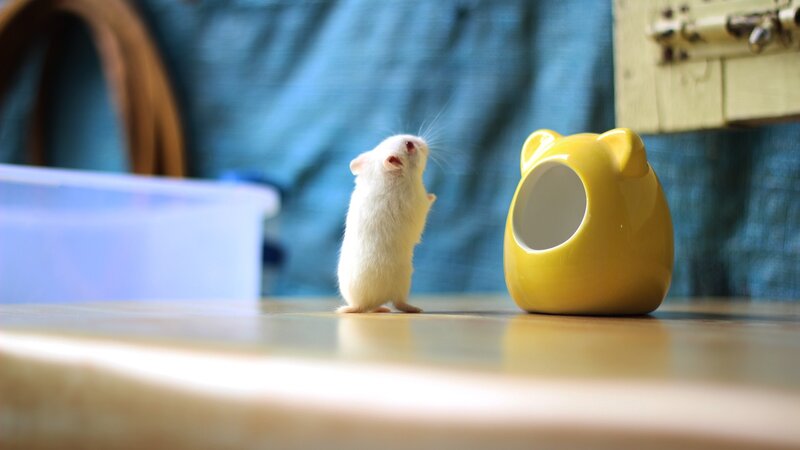 white hamster on table