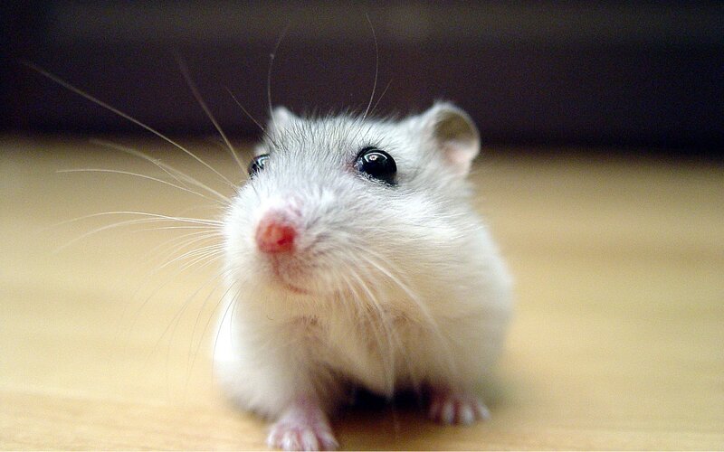 White Hamster on Wood