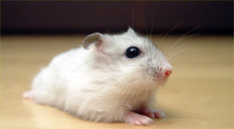 white hamster on wooden floor