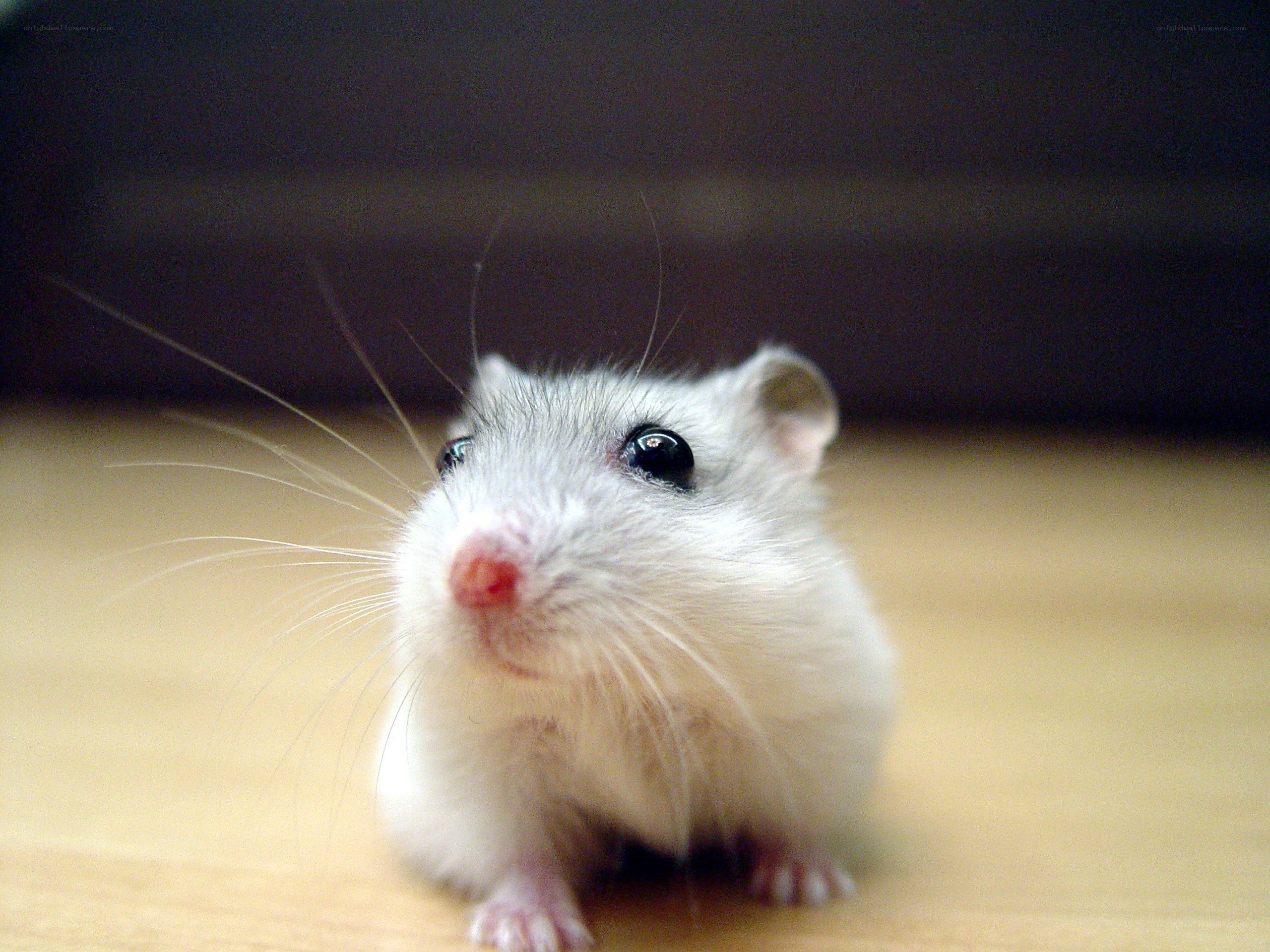 white hamster on wooden floor