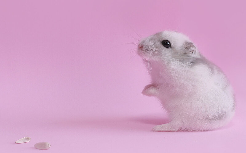 White Hamster Standing — Pink, Calm