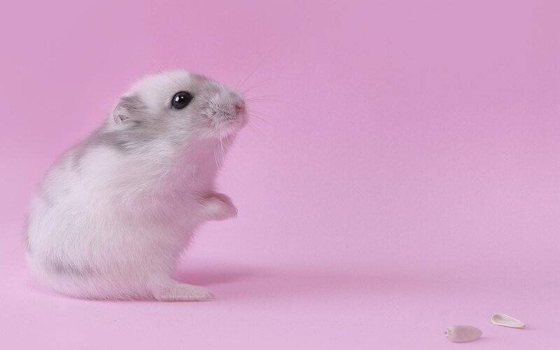 White Hamster Standing — Pink