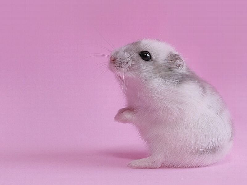 White Hamster Standing