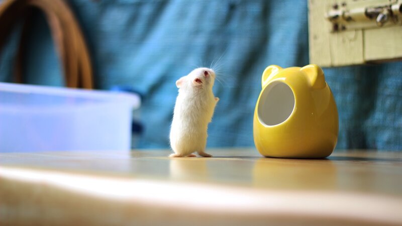 White Hamster Standing — Yellow, Curious