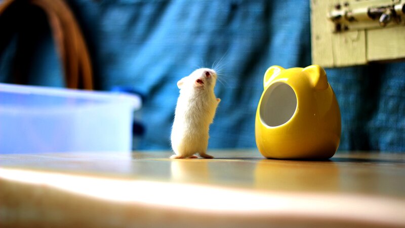 White Hamster Standing — Yellow