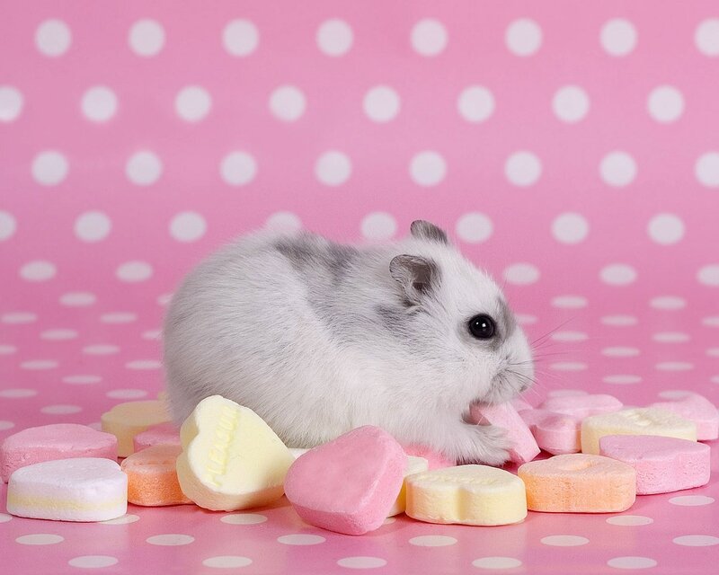 White Hamster with Candy — Pink, Playful, Photograph, Candy Hearts, Polka Dots