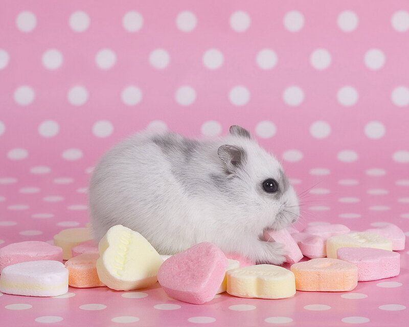 White Hamster with Candy — Pink, Playful