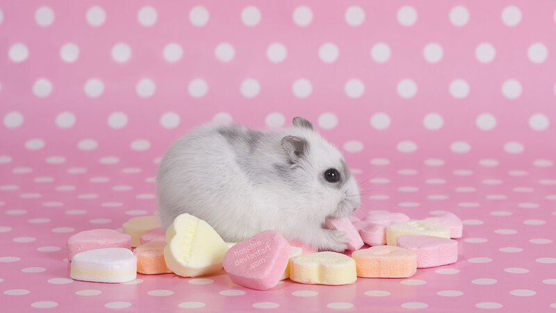 White Hamster with Candy — Pink, Sweet