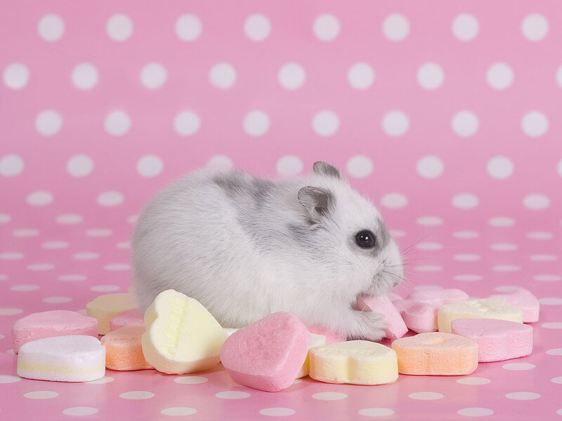 White Hamster with Candy — Pink