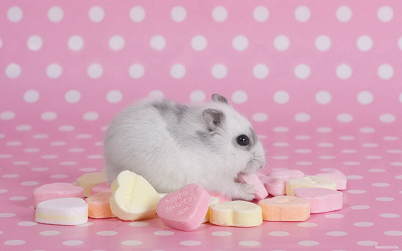 White Hamster with Candy