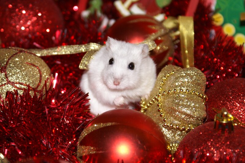 White hamster with Christmas ornaments