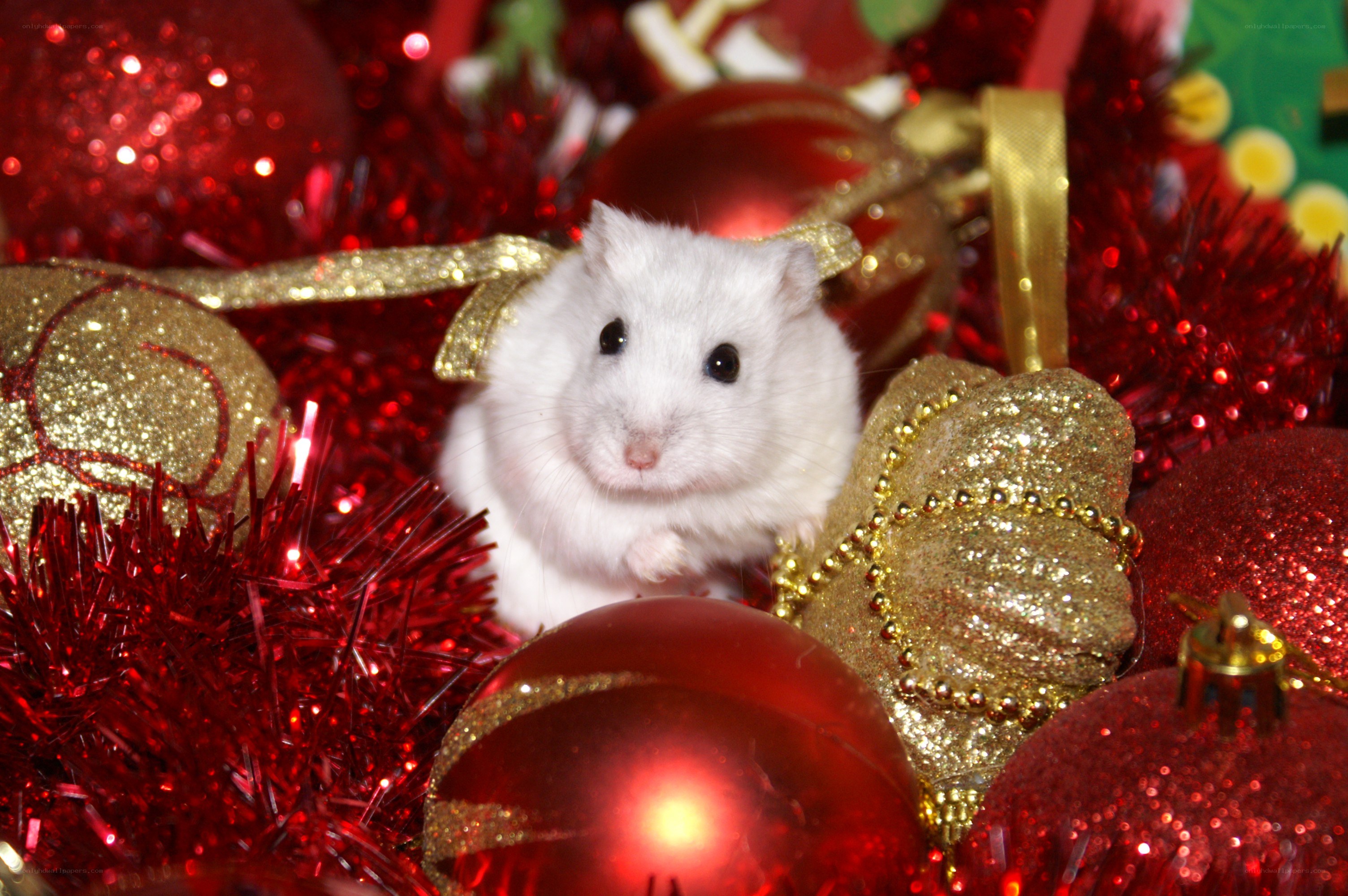 White hamster with Christmas ornaments