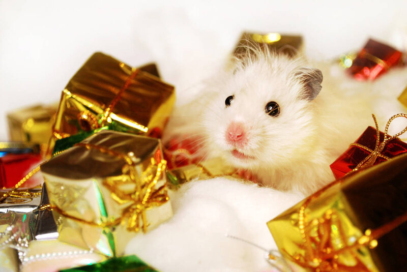 White Hamster with Gifts