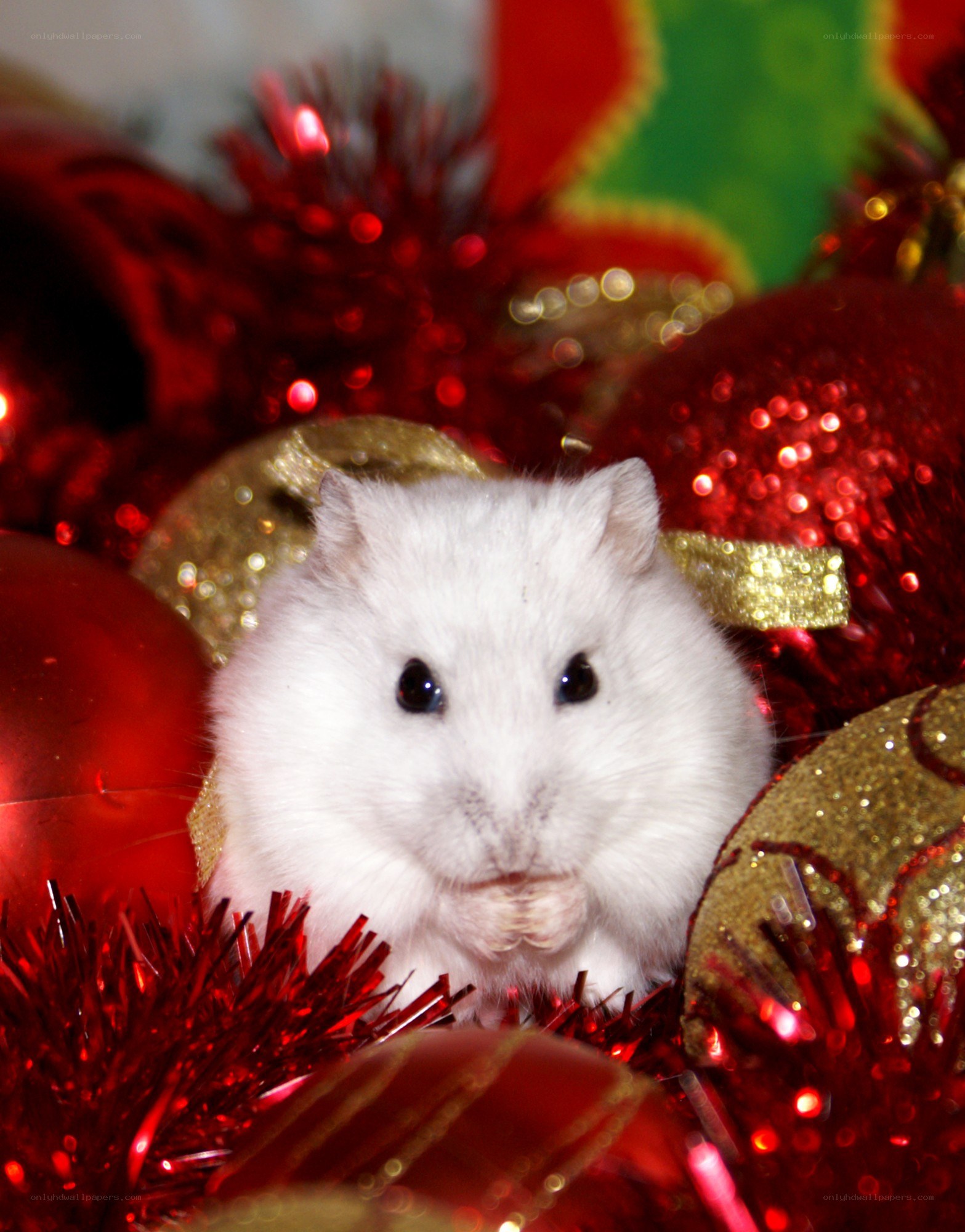 white hamster with ornaments