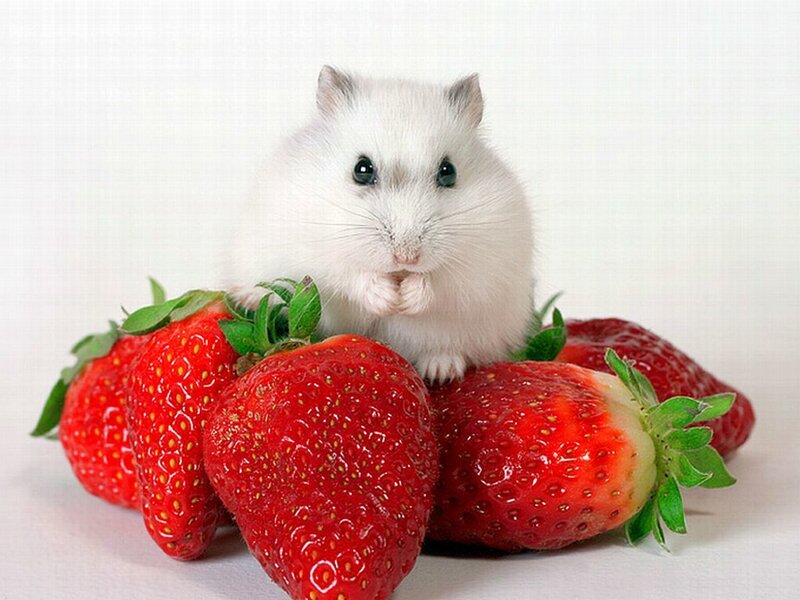 White Hamster with Strawberries