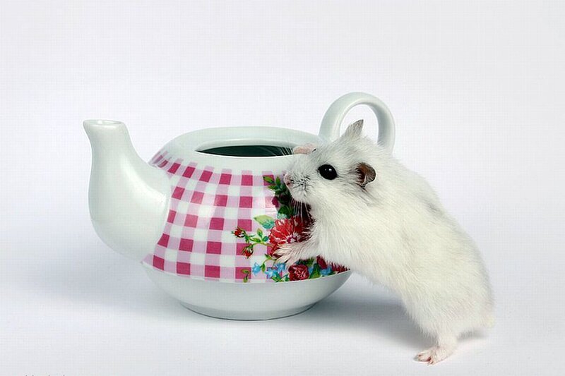 White Hamster with Teapot