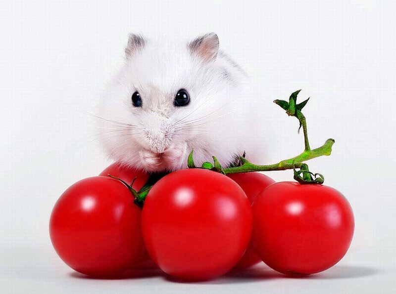 White Hamster with Tomatoes