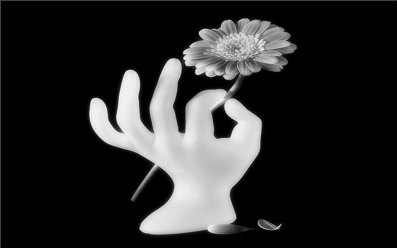 White Hand Holding Flower