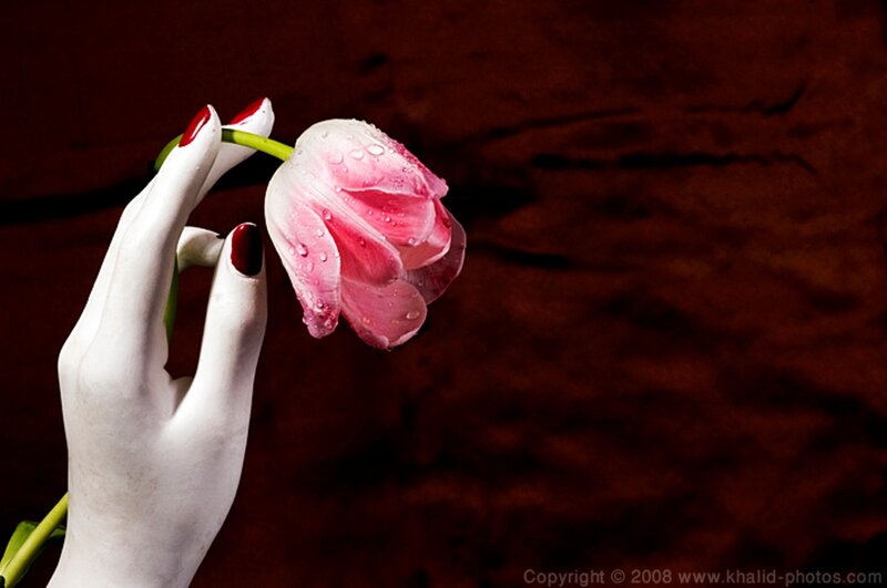 White Hand Holding Tulip
