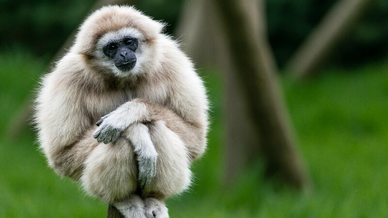 White-handed Gibbon — Green