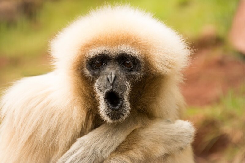 white-handed gibbon portrait