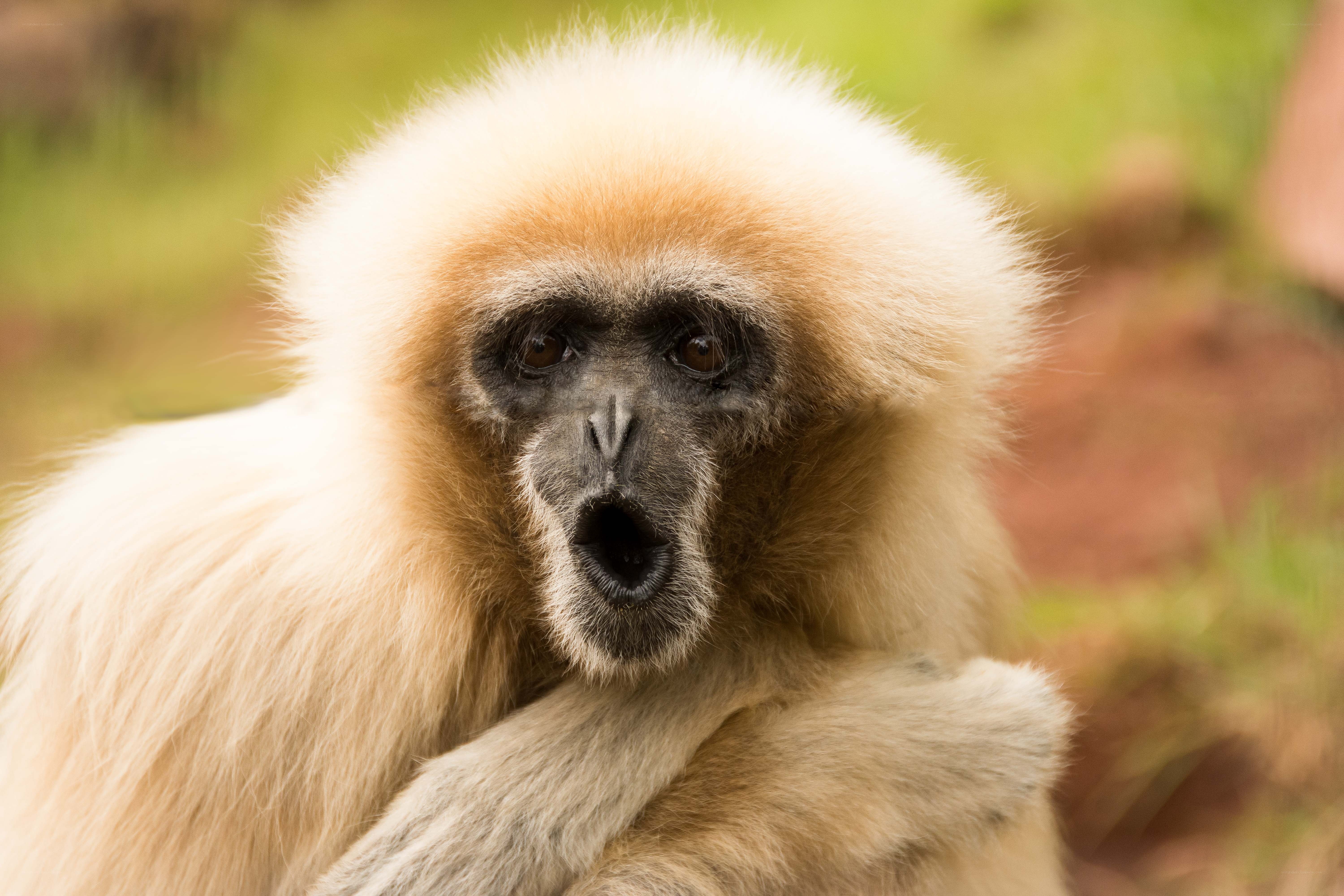 white-handed gibbon portrait