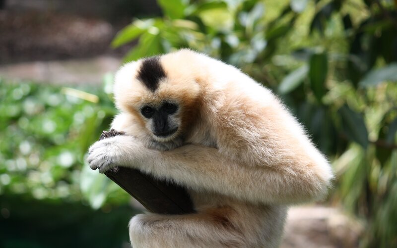 white-handed gibbon resting