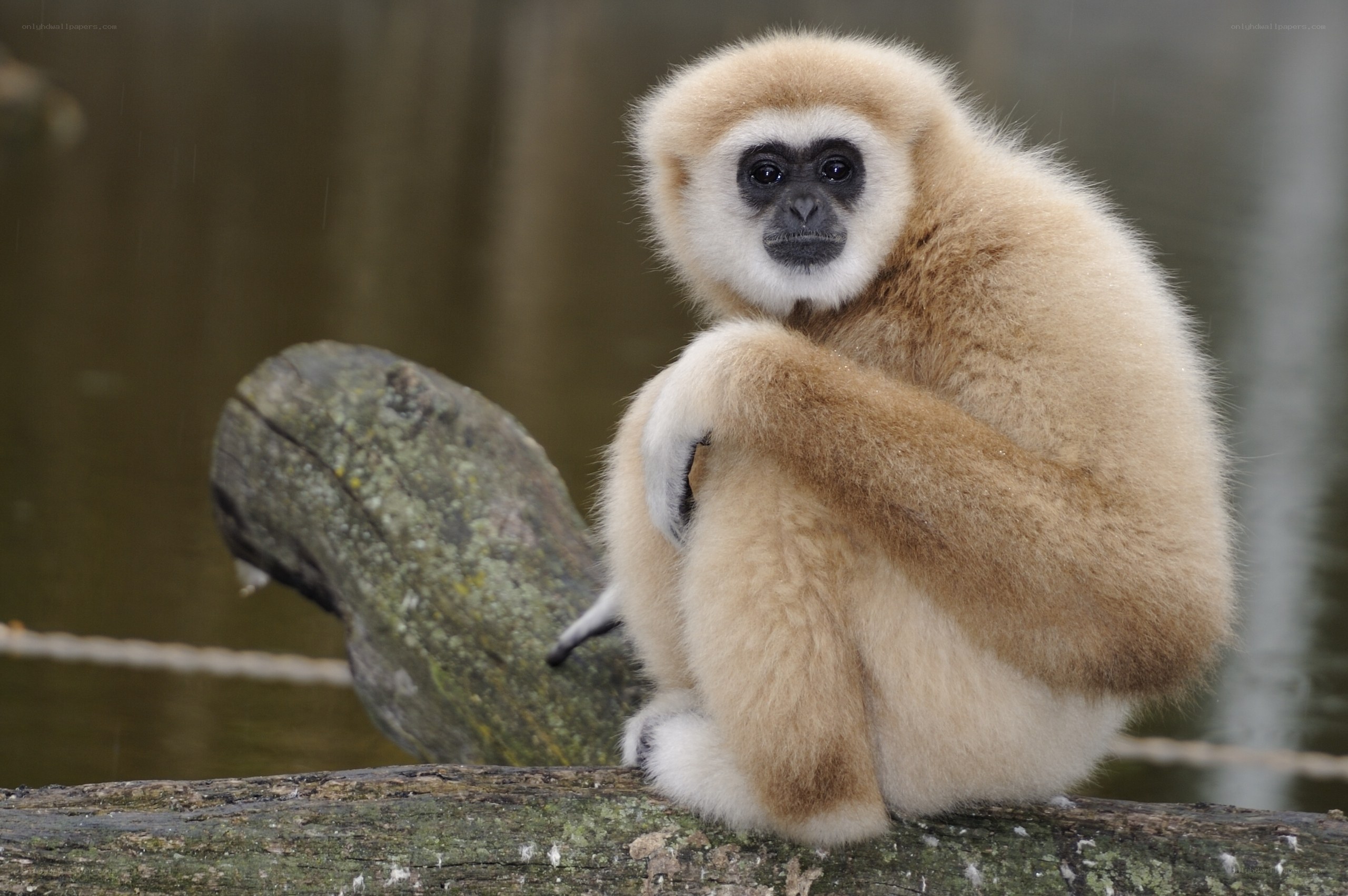 White-handed gibbon sitting