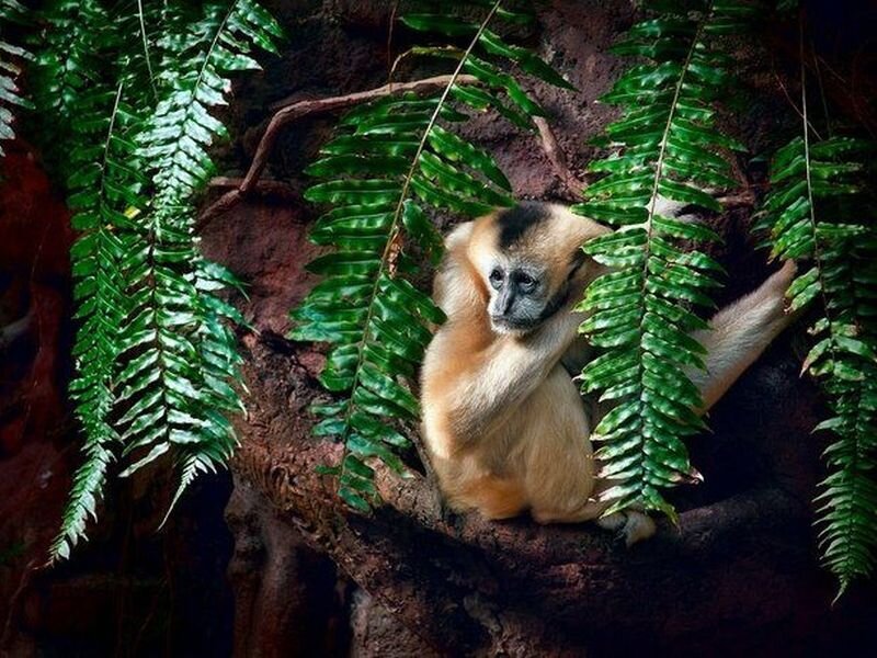 White-handed Gibbon