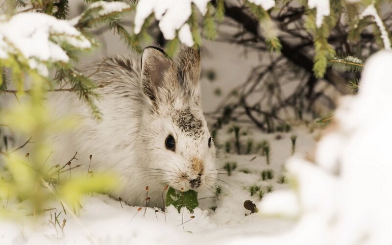 White Hare Eating Snow