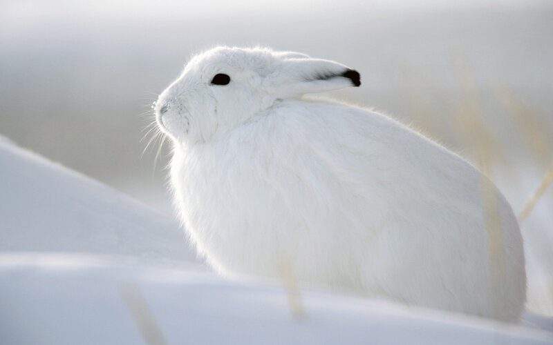 white hare in snow