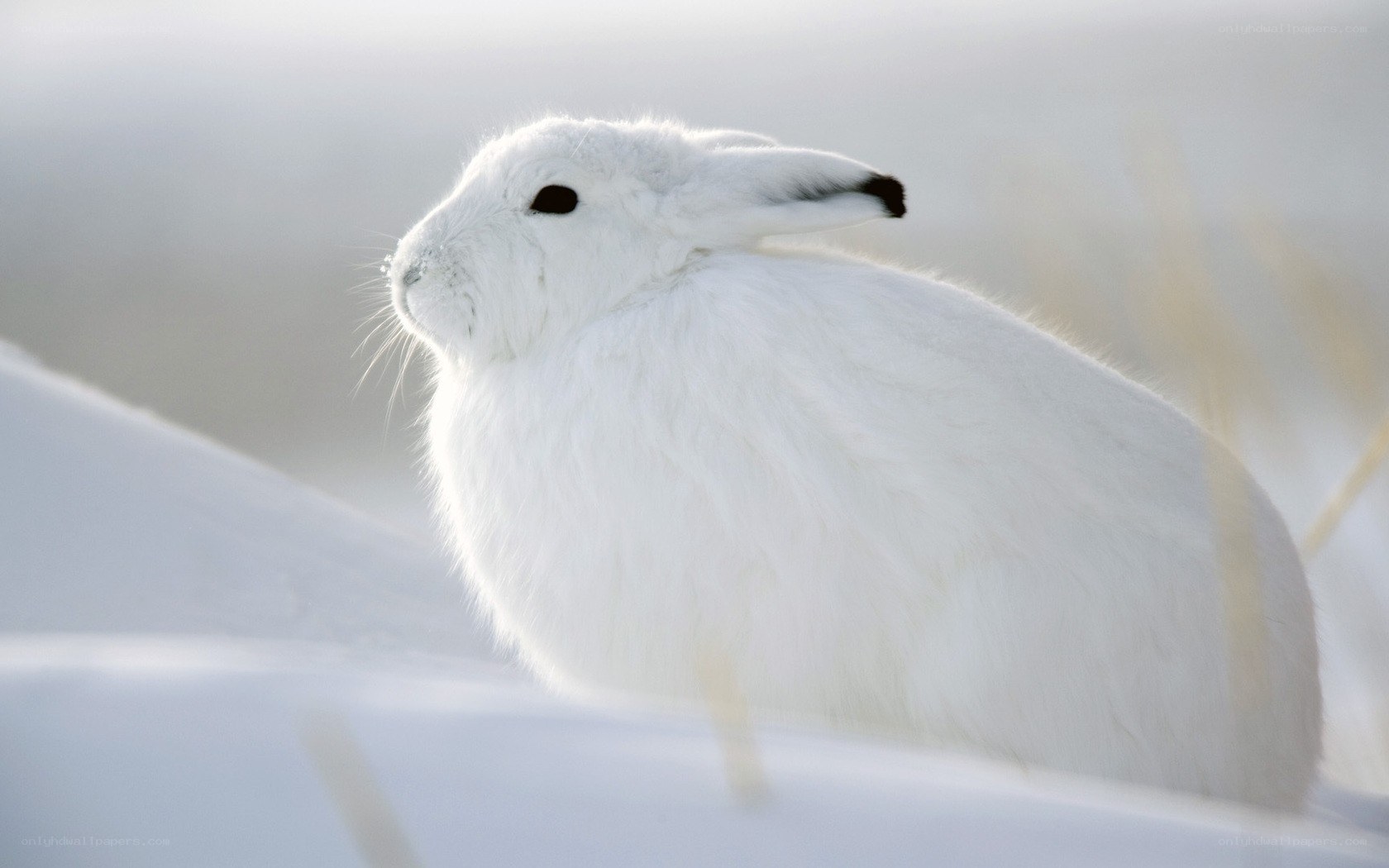 white hare in snow