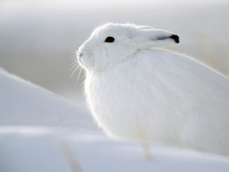 white hare in snow