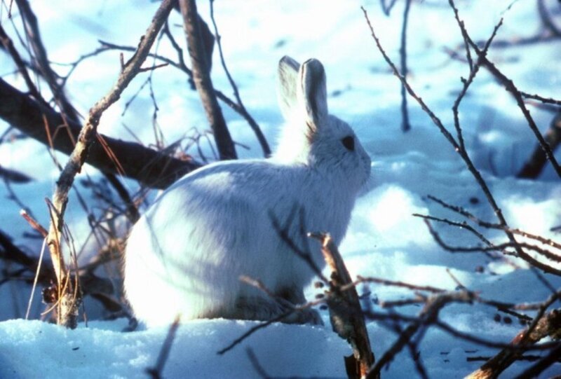 White Hare in Snow — Calm