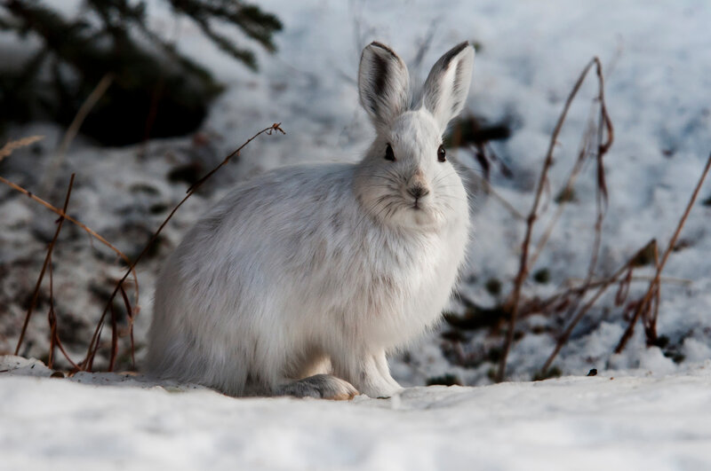 White Hare in Snow — Calm, Winter, Photograph, Branches