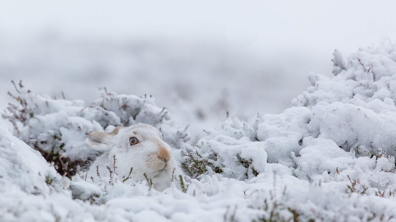 White Hare in Snow — Calm, Winter, Photograph, Bushes