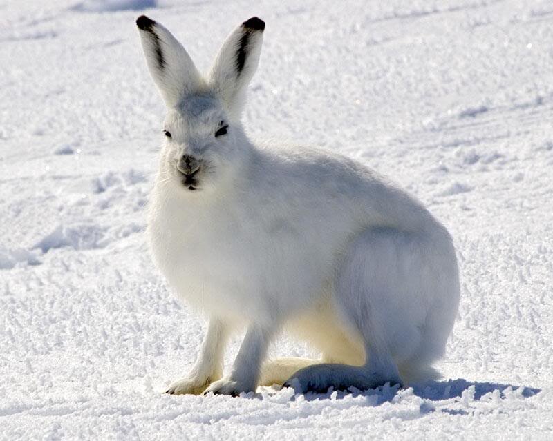 White Hare in Snow — Calm, Winter, Photograph, Ears