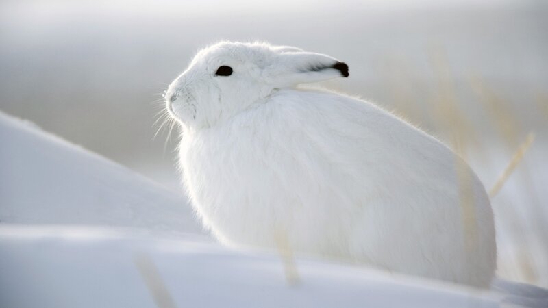 White Hare in Snow — Calm, Winter, Photograph, Grass