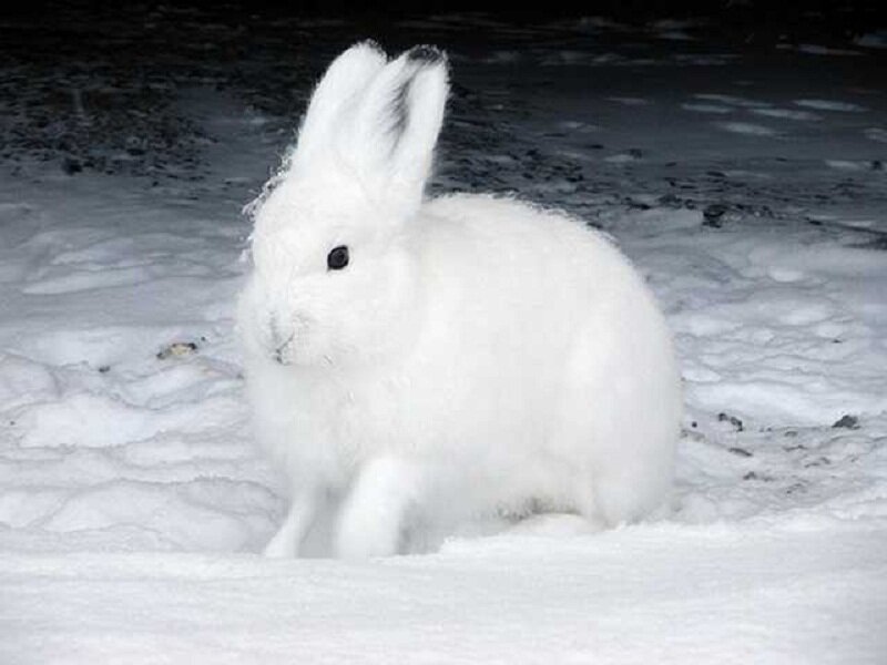 White Hare in Snow — Calm, Winter, Photograph, Night