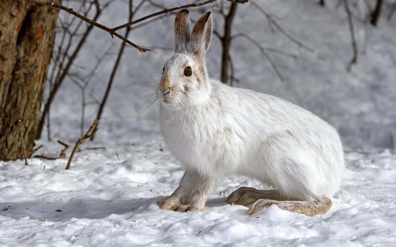 White Hare in Snow — Calm, Winter, Photograph, Tree, Branches
