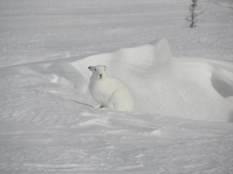 White Hare in Snow — Calm, Winter, Photograph, Tree