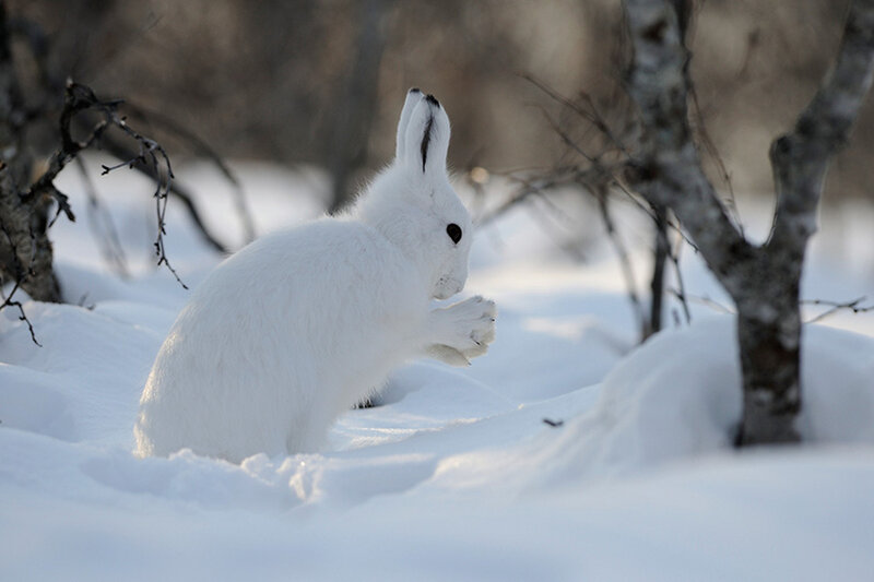 White Hare in Snow — Calm, Winter, Photograph, Trees