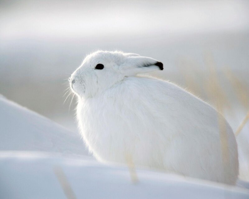 White Hare in Snow — Calm, Winter