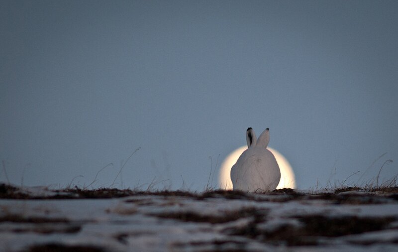 White Hare in Snow — Serene, Night