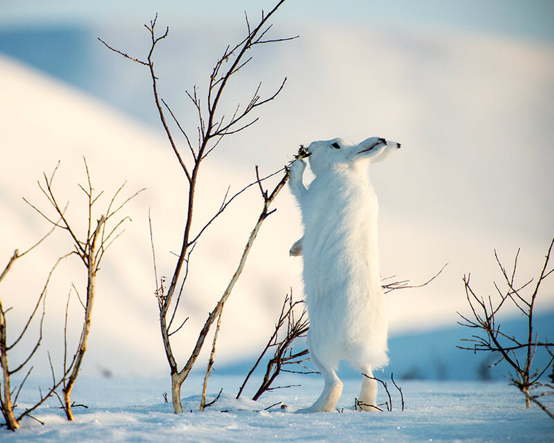White Hare in Snow — Serene, Winter