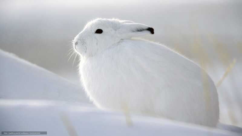 white hare in snow
