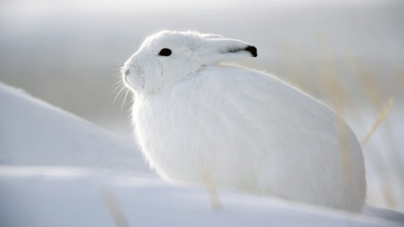 White Hare in Snow — Winter