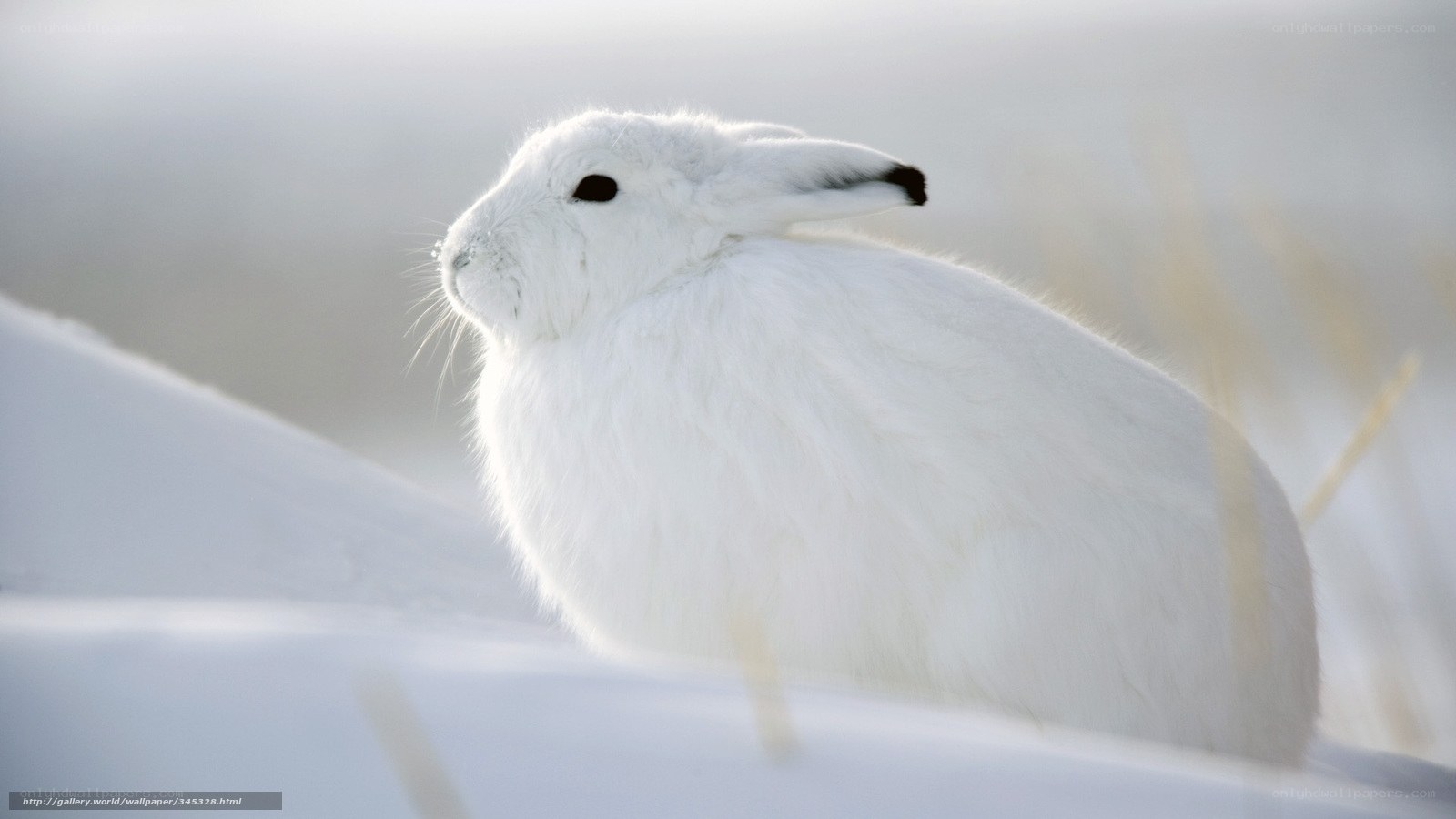 white hare in snow